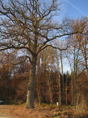 Herbstlicher Rainerwald